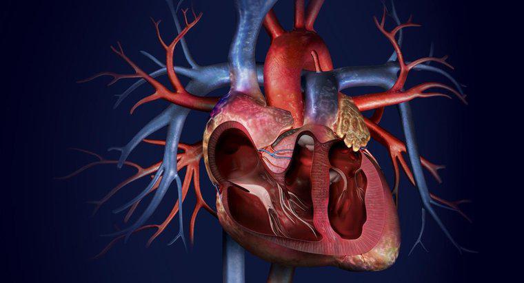¿Cuál es la arteria principal en su cuerpo?