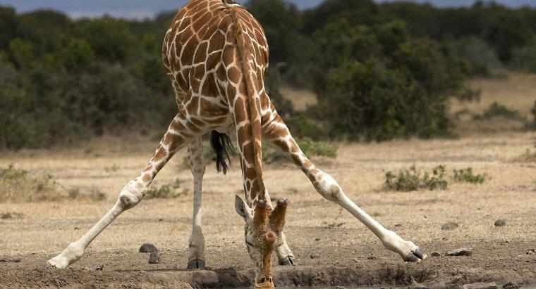 ¿Cuánto pesa una jirafa?