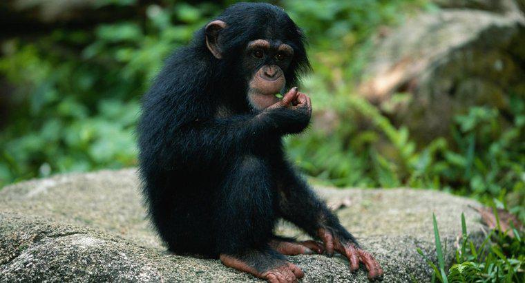 ¿Qué animales son presas para los monos?
