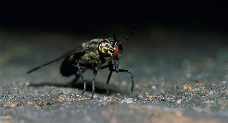 ¿Cómo se tratan las picaduras de moscas de venado?