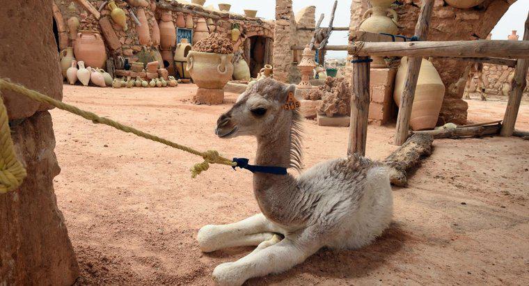 ¿Qué es un bebé camello llamado?