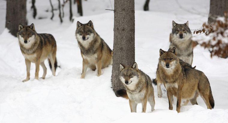 ¿Cómo cazan los lobos grises?