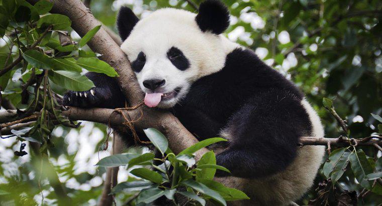 ¿Cuánto pesan los pandas gigantes?