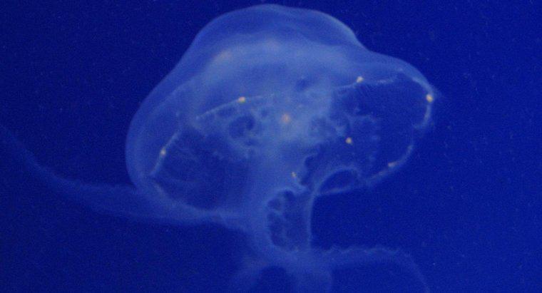 ¿Qué comen las medusas lunares?