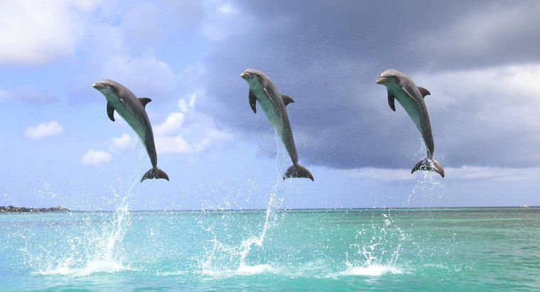 ¿Por qué los delfines saltan fuera del agua?
