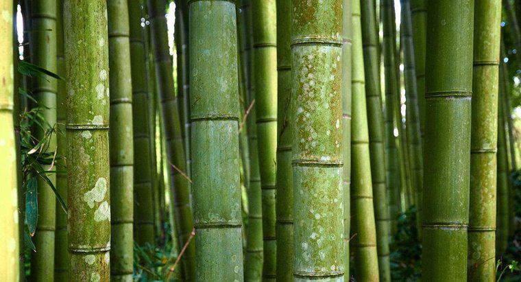 ¿Cuál es el nombre científico para el bambú?