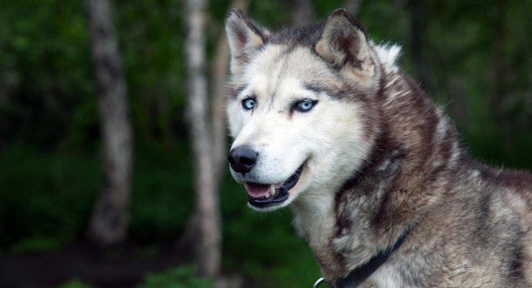 ¿Cuáles son los significados de los nombres para un husky siberiano?