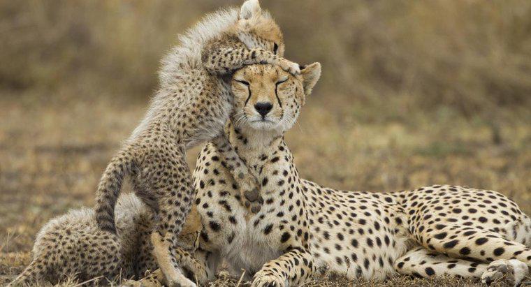 ¿Qué es un guepardo femenino llamado?