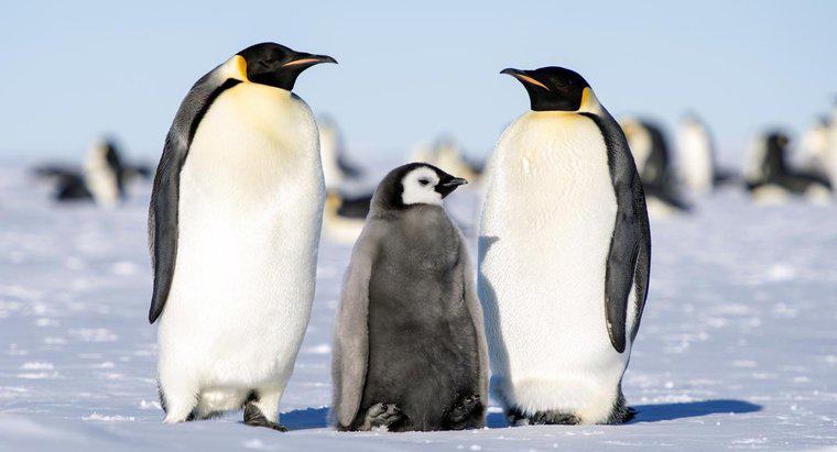 ¿Cómo los pingüinos emperador crían a sus crías?