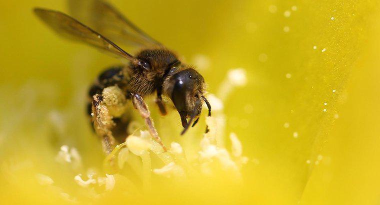 ¿Qué comen las abejas?