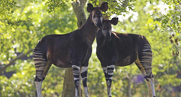 ¿Dónde viven los Okapis?