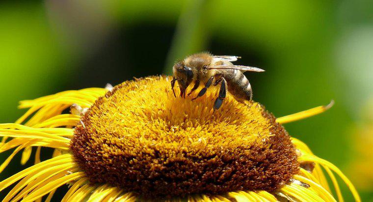 ¿Cuáles son algunos síntomas de reacción de picadura de abeja?