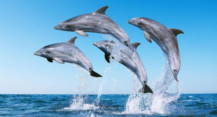 ¿Cómo llamas a un grupo de delfines?