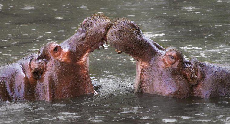 ¿Cómo se protegen los hipopótamos?