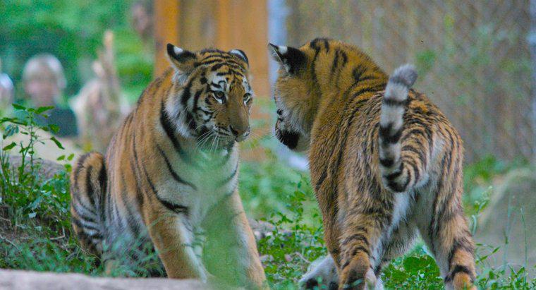 ¿Cómo se ven los tigres siberianos?