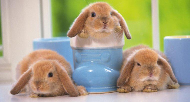 ¿Dónde puedo comprar los conejitos Mini Lop de bebé?