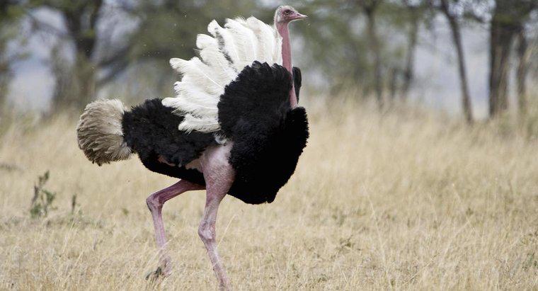 ¿Por qué no pueden volar los avestruces?