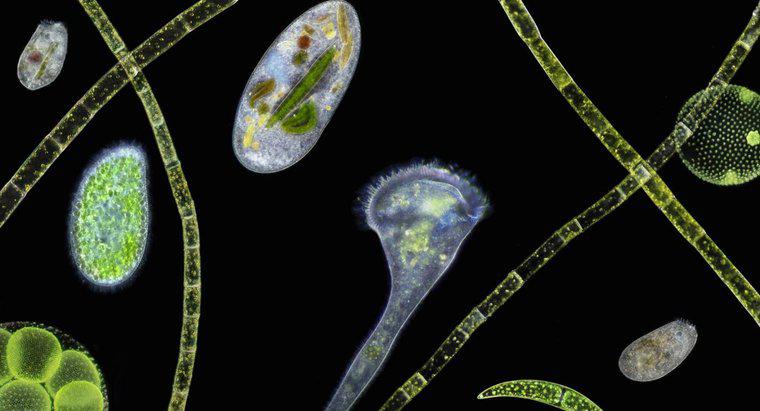 ¿Cuáles son los ejemplos de organismos unicelulares?