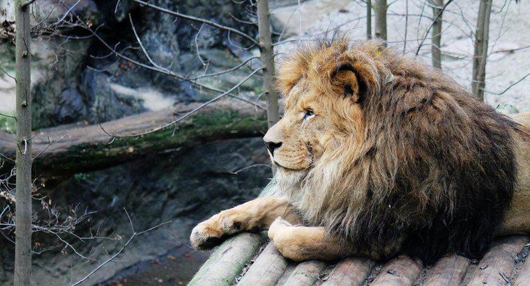 ¿Por qué los leones están en peligro de extinción?