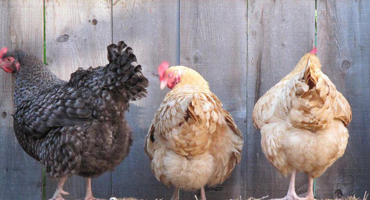 ¿Pueden los pollos poner huevos sin un gallo?