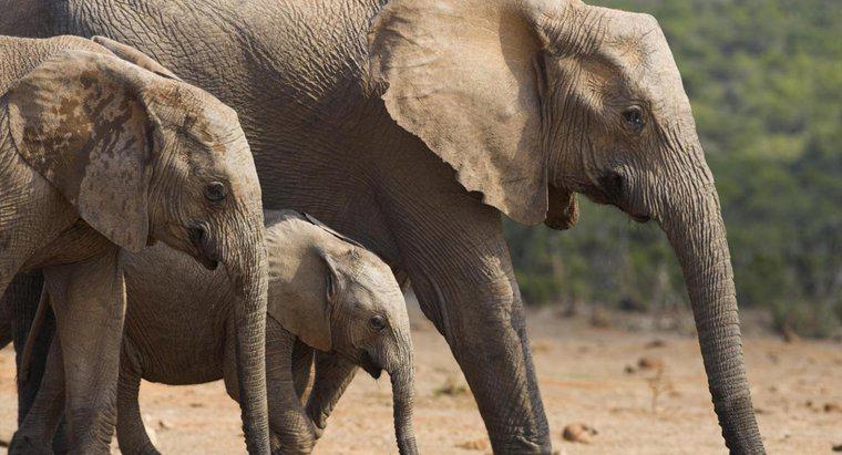 ¿Cuánto tiempo está embarazada un elefante?