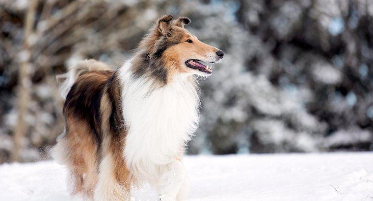 ¿Qué tipo de perro era Lassie?