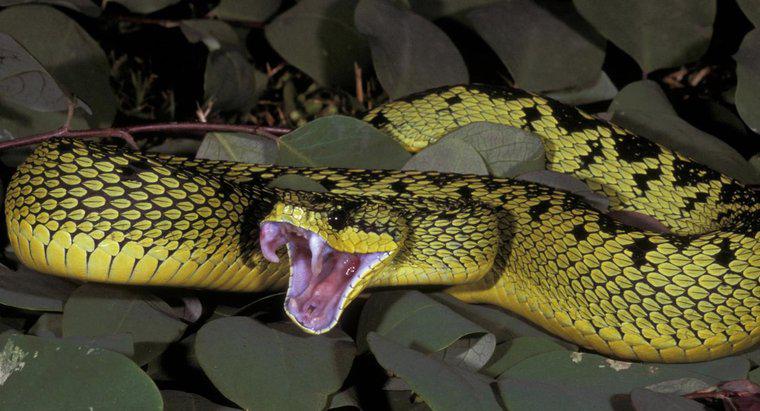 ¿Qué comida come la serpiente víbora?