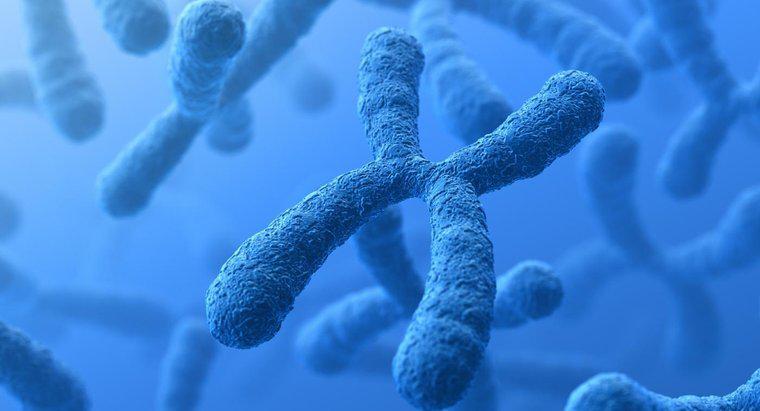 ¿Cuál es la diferencia entre los cromosomas y los genes?
