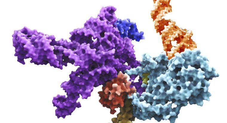 ¿Qué es la ARN primasa?