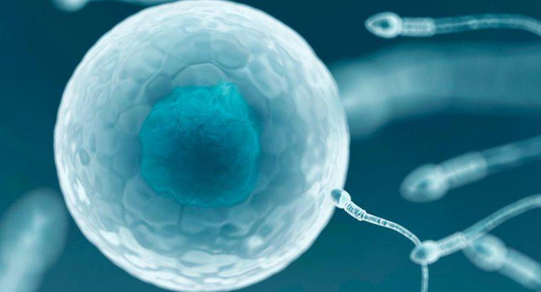 ¿Por qué solo un espermatozoide puede fertilizar un óvulo?