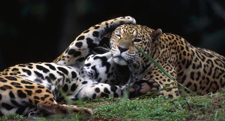 ¿Cómo se llama un jaguar hembra?
