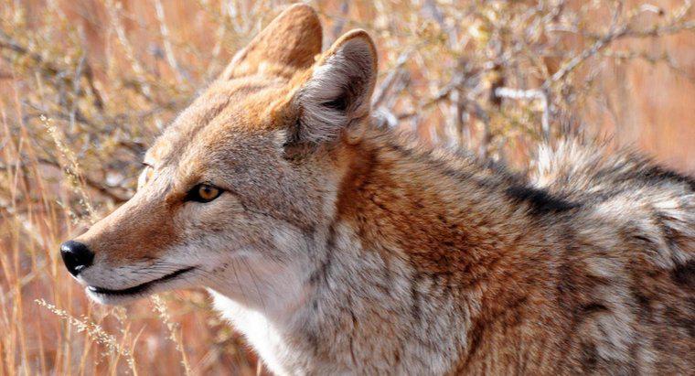 ¿Cuál es la diferencia entre un coyote y un perro?