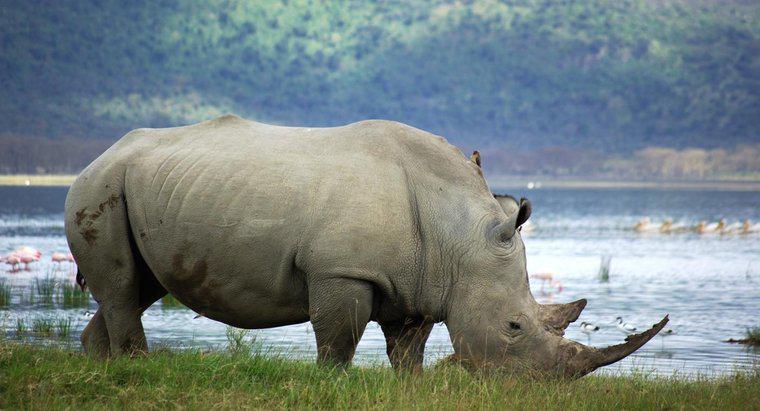 ¿Cuántos rinocerontes blancos quedan en el mundo?
