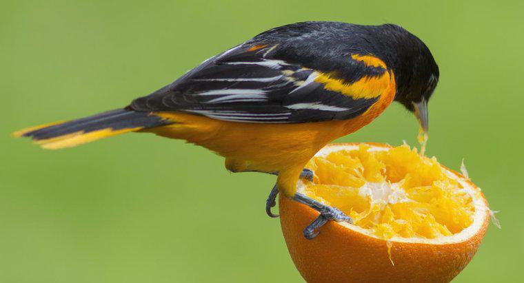 ¿Qué animales comen naranjas?