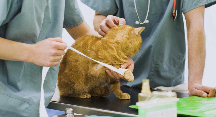 ¿Se puede usar neosporina en gatos?