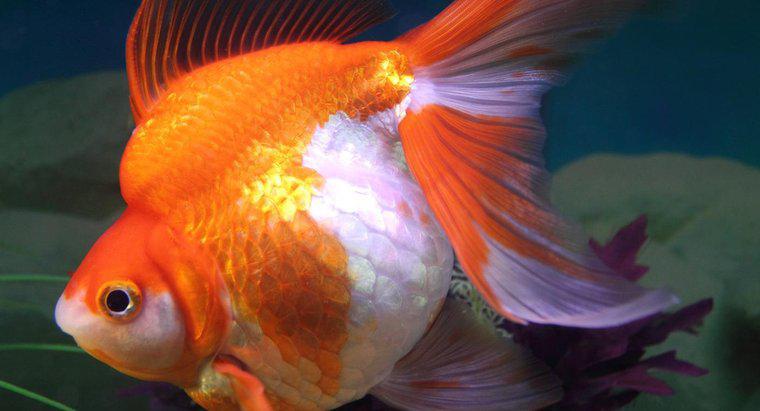 ¿Cuáles son los signos de una Goldfish embarazada?