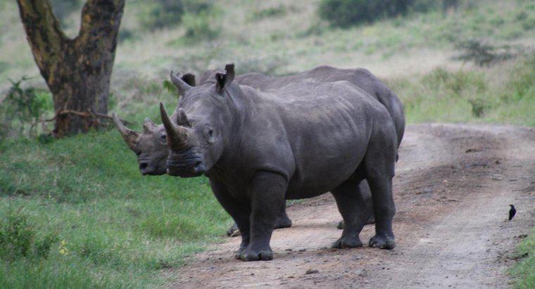 ¿Es un cuerno de rinoceronte hecho de marfil?