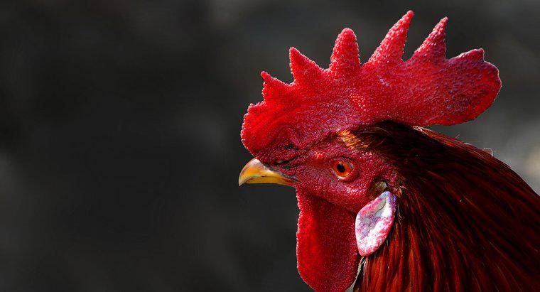 ¿Cómo se llama la cosa roja en la cabeza de un gallo?