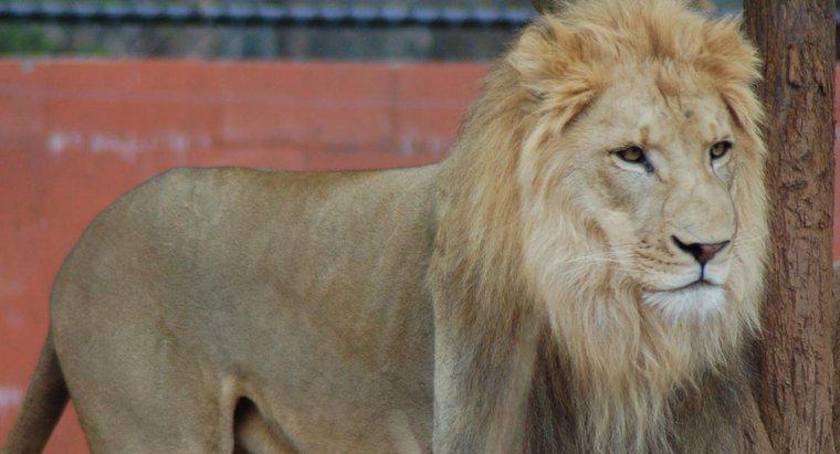 ¿Qué es más grande: un león o un tigre?