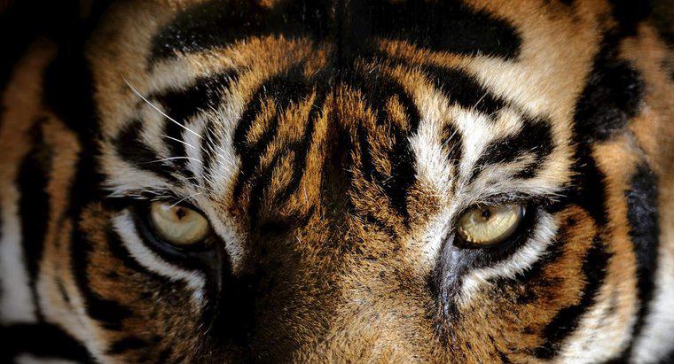¿Qué color de ojos tienen los tigres?