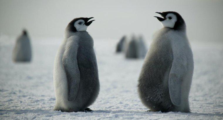 ¿Cómo se comunican los pingüinos?