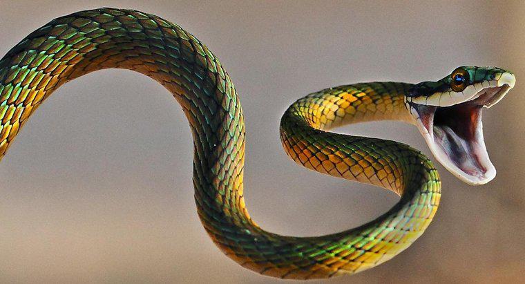 ¿Cuál es la relación entre escorpios y serpientes?