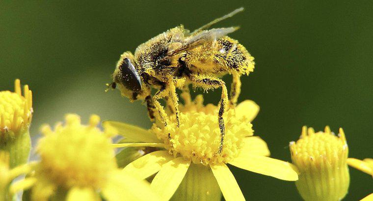 ¿Dónde se produce el polen?