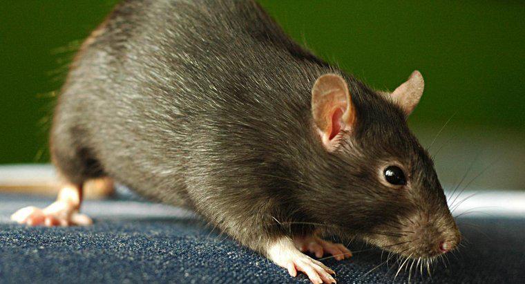 ¿Cuál es la mejor manera de deshacerse de los ratones?