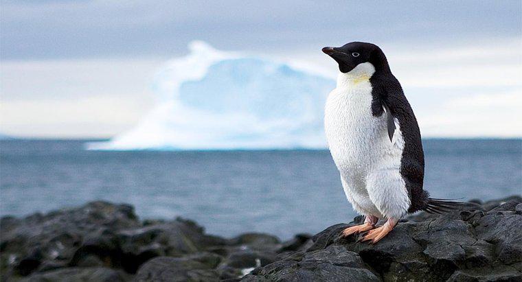 ¿Qué impide que se usen los recursos de la Antártida?
