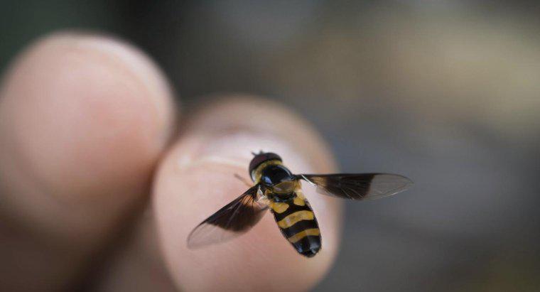¿Cuáles son los signos y síntomas de la alergia a la picadura de abeja?