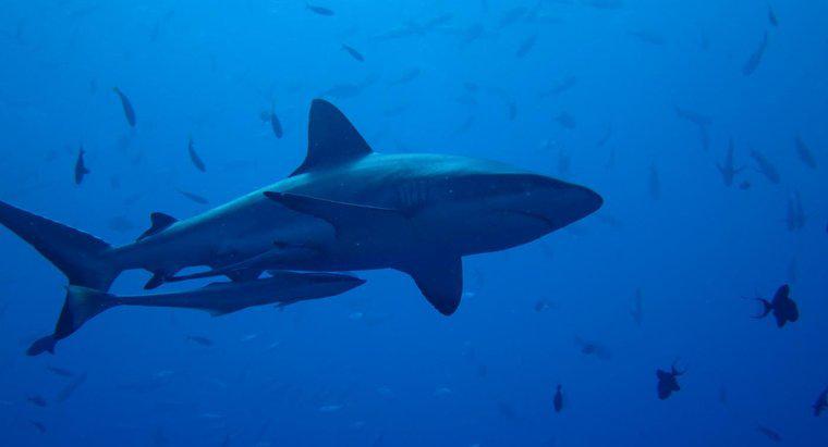 ¿Por qué son importantes los tiburones?