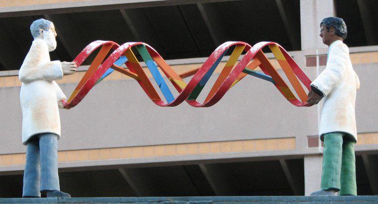 ¿Cómo determina el ADN los rasgos de un organismo?