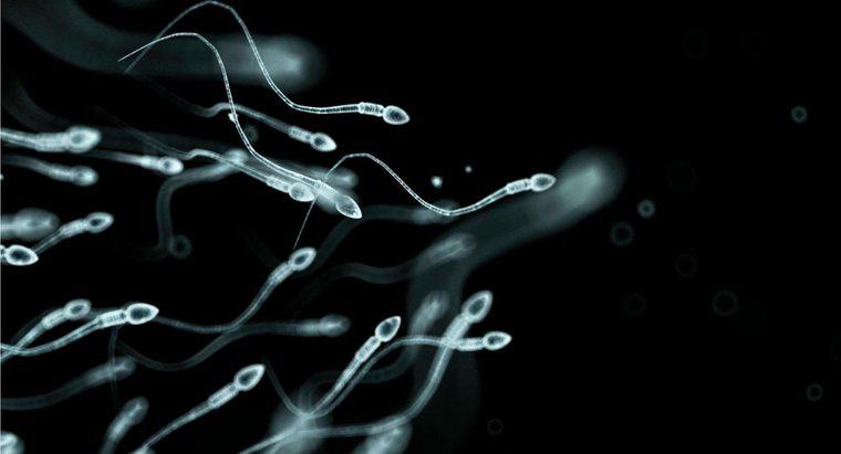¿Con qué frecuencia los hombres producen esperma?