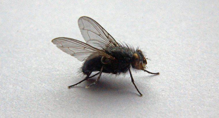 ¿Cómo deshacerse de las moscas grandes en su casa?